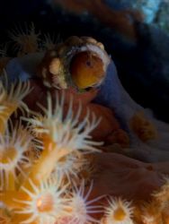 A blennie in his hole with a Mediterranean atmosphère.
T... by Bonnenfant Olivier 
